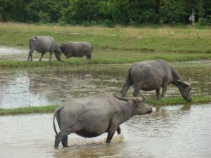 i shujnutha (Wasserbüffel)
